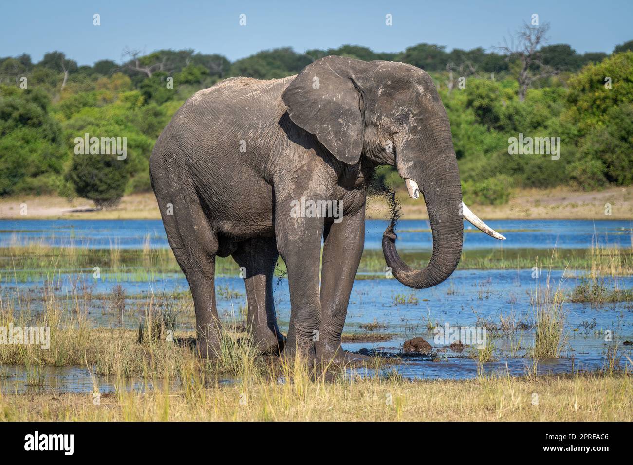 African elephant stands on floodplain squirting mud Stock Photo - Alamy