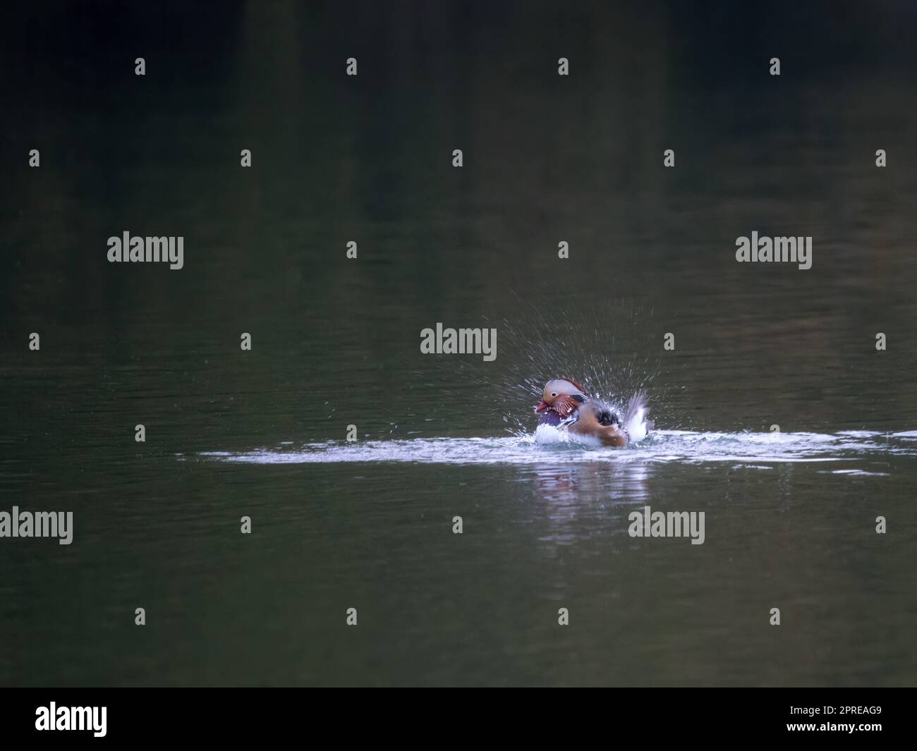 Mandarin Duck Flapping in water Stock Photo