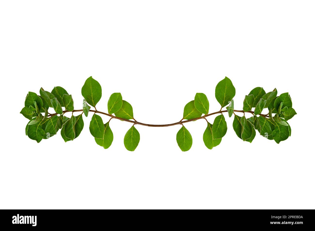 leaf vine isolates on a white background Stock Photo