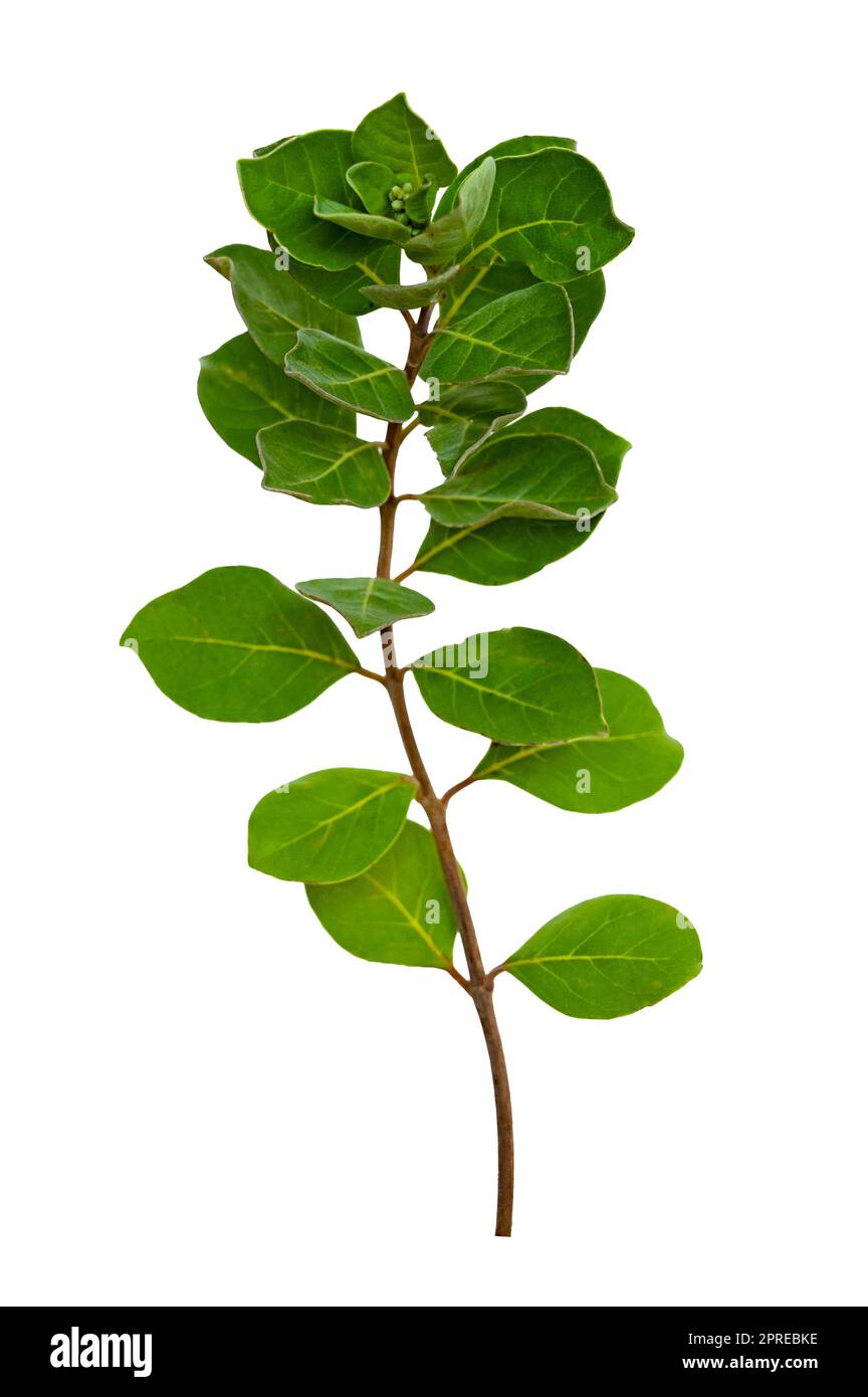 leaf vine isolates on a white background Stock Photo