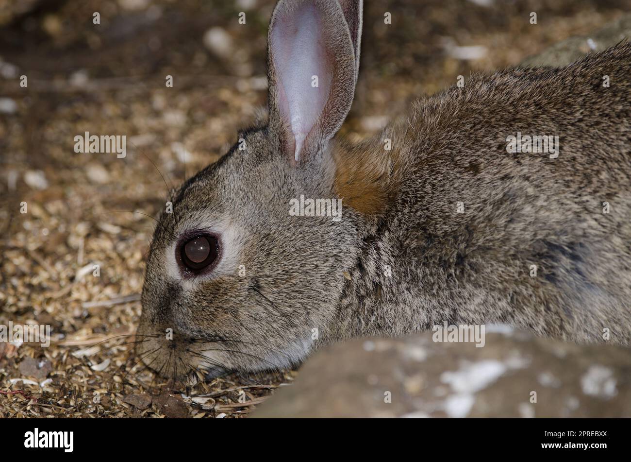 European rabbit Oryctolagus cuniculus searching for food. The Nublo ...