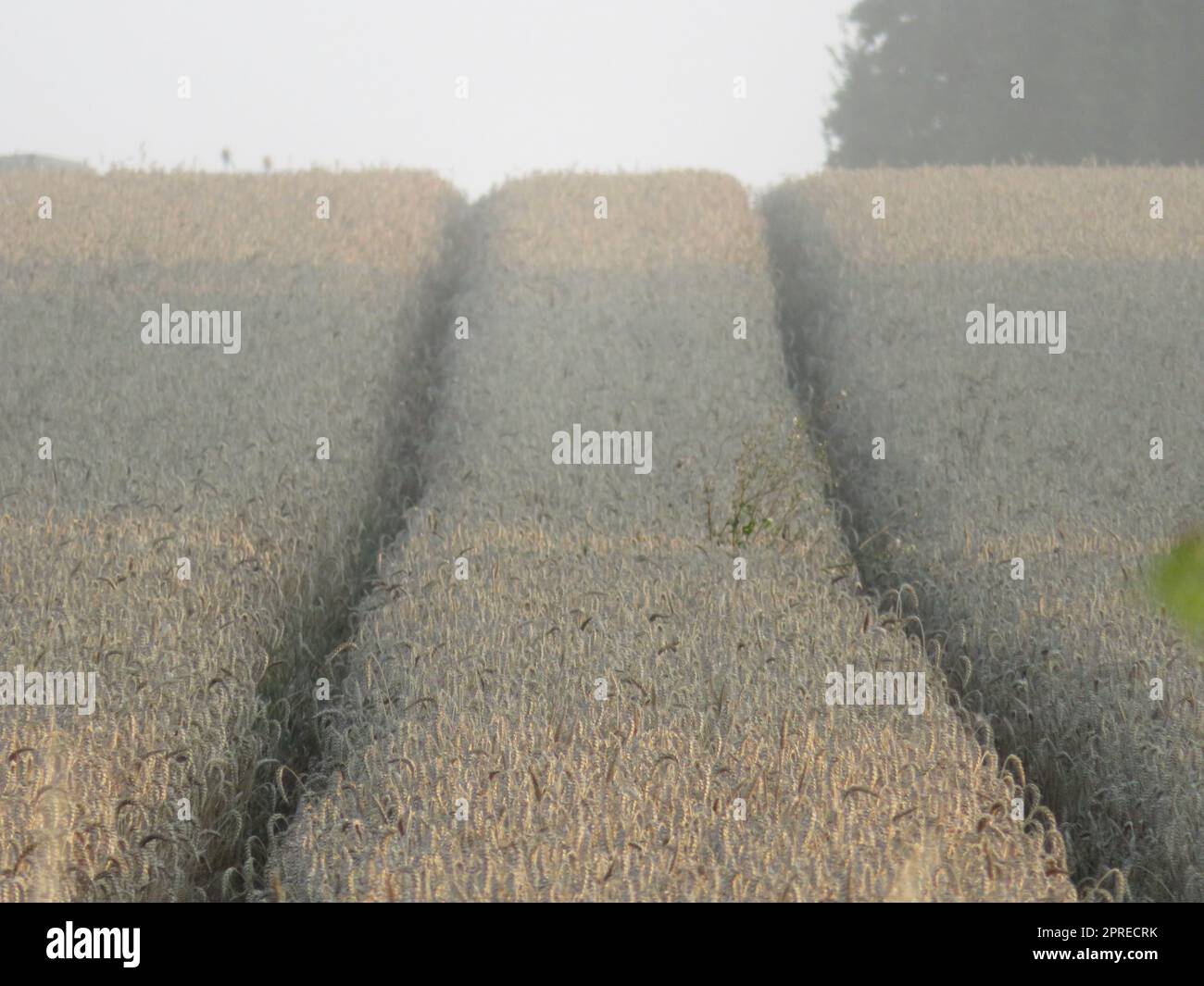 beautiful dry cereal field ready to harvest food Stock Photo - Alamy