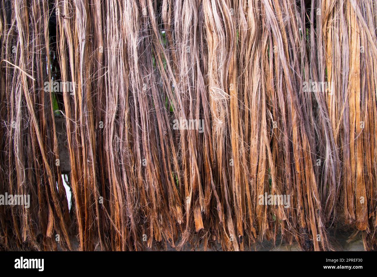 Golden wet raw jute fiber hanging under the sunlight for drying. Golden