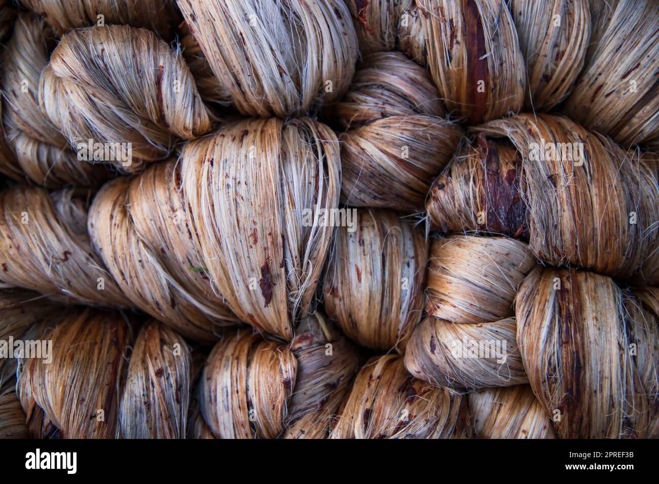 Thick Golden bundle of Wet raw jute fiber Texture Background Stock ...
