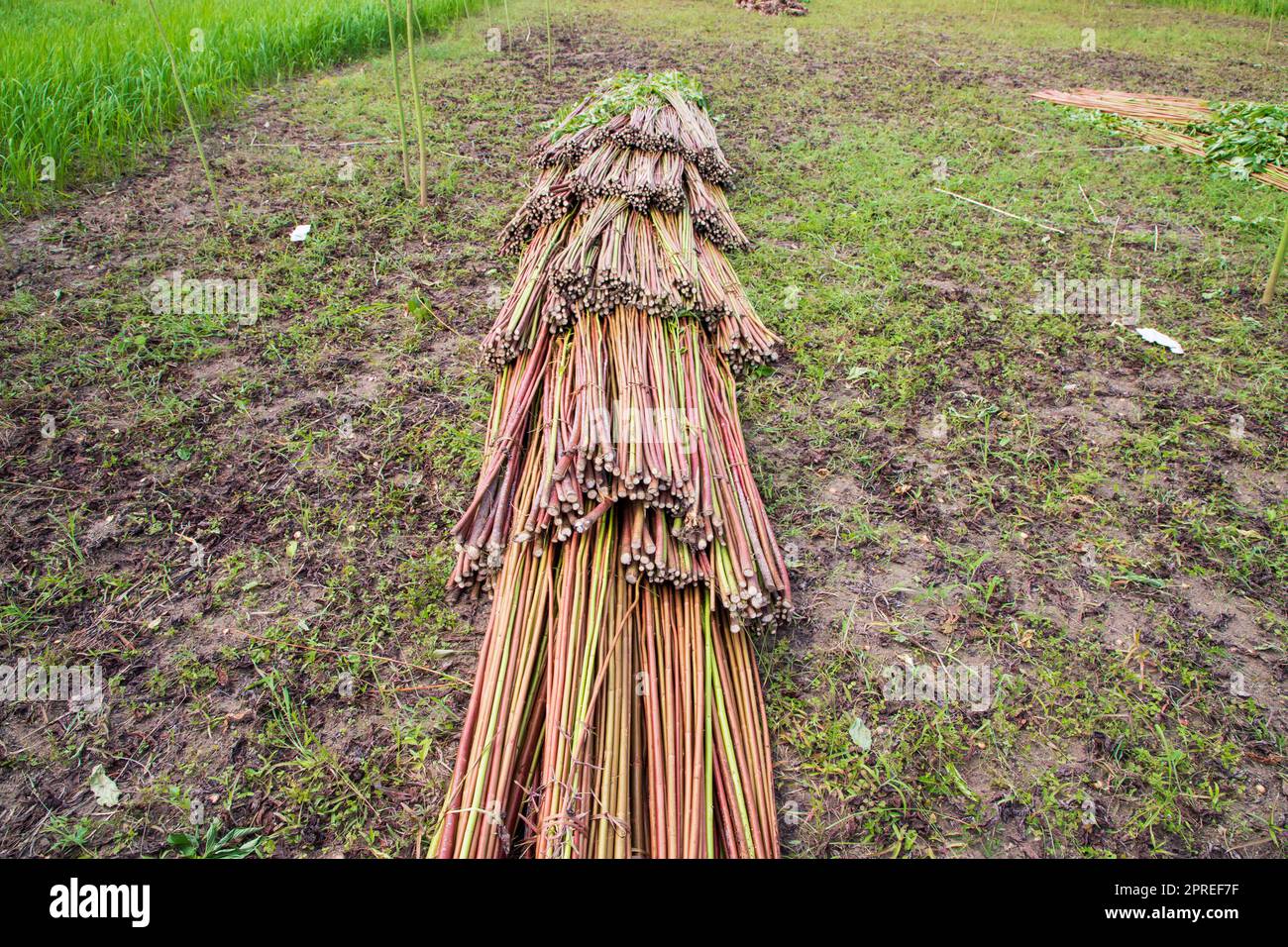 Red Green Raw Jute stacked on Field. This is the Called Golden Fiber in