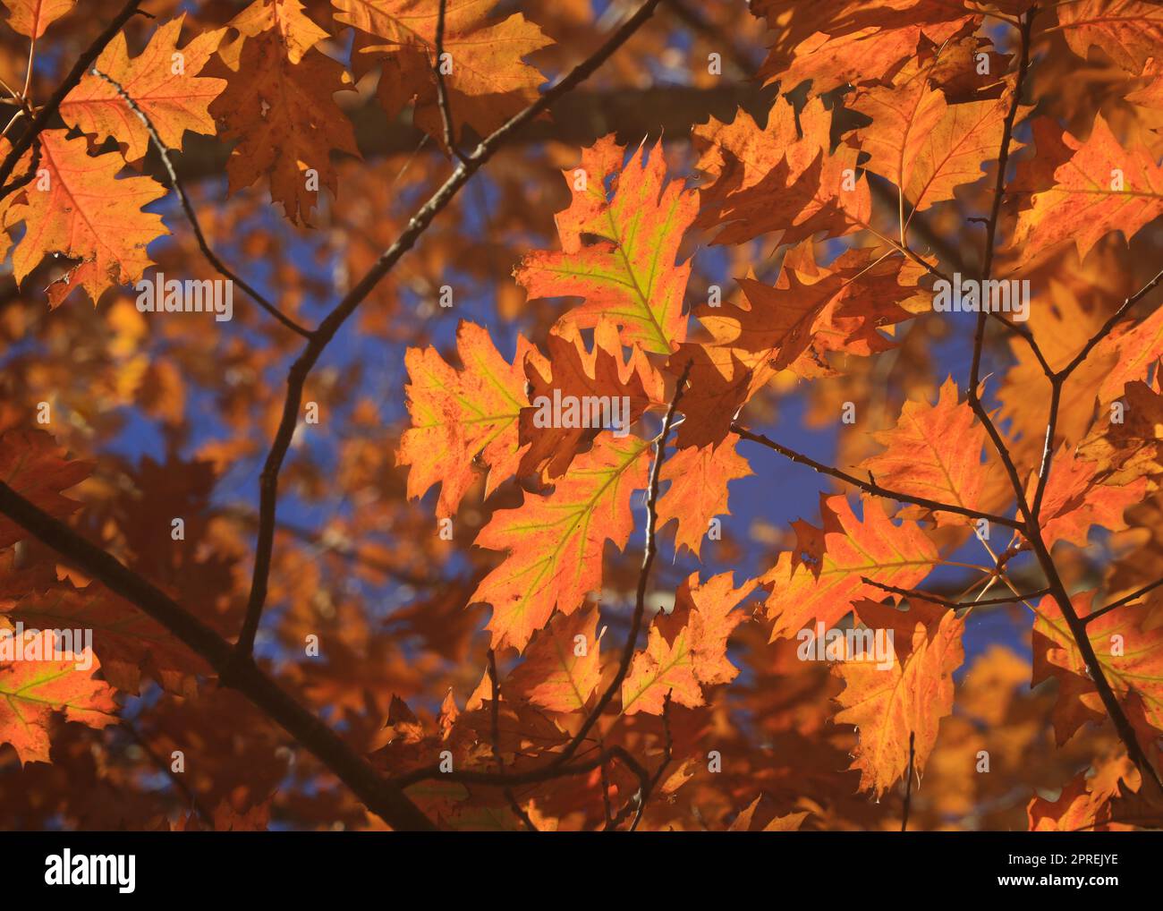Oak forest is lit by the sun hi-res stock photography and images - Alamy