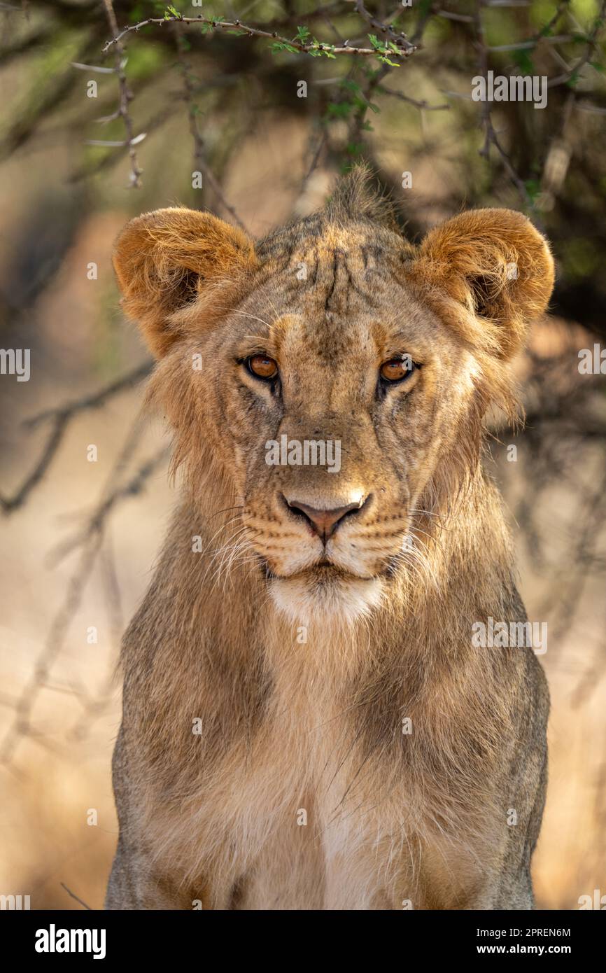 Male lion sitting hi-res stock photography and images - Alamy