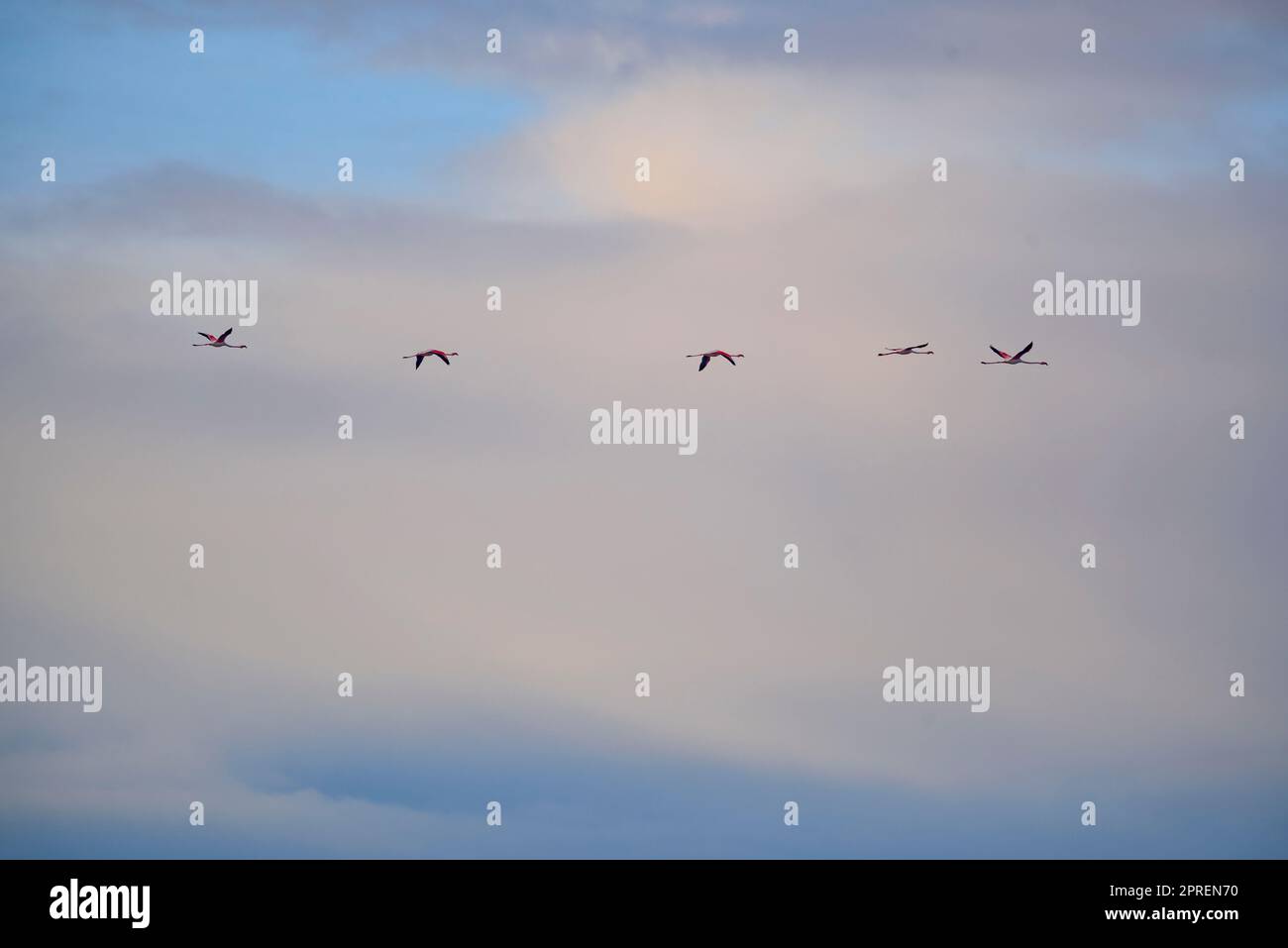 Grupo animal de animales hi-res stock photography and images - Alamy