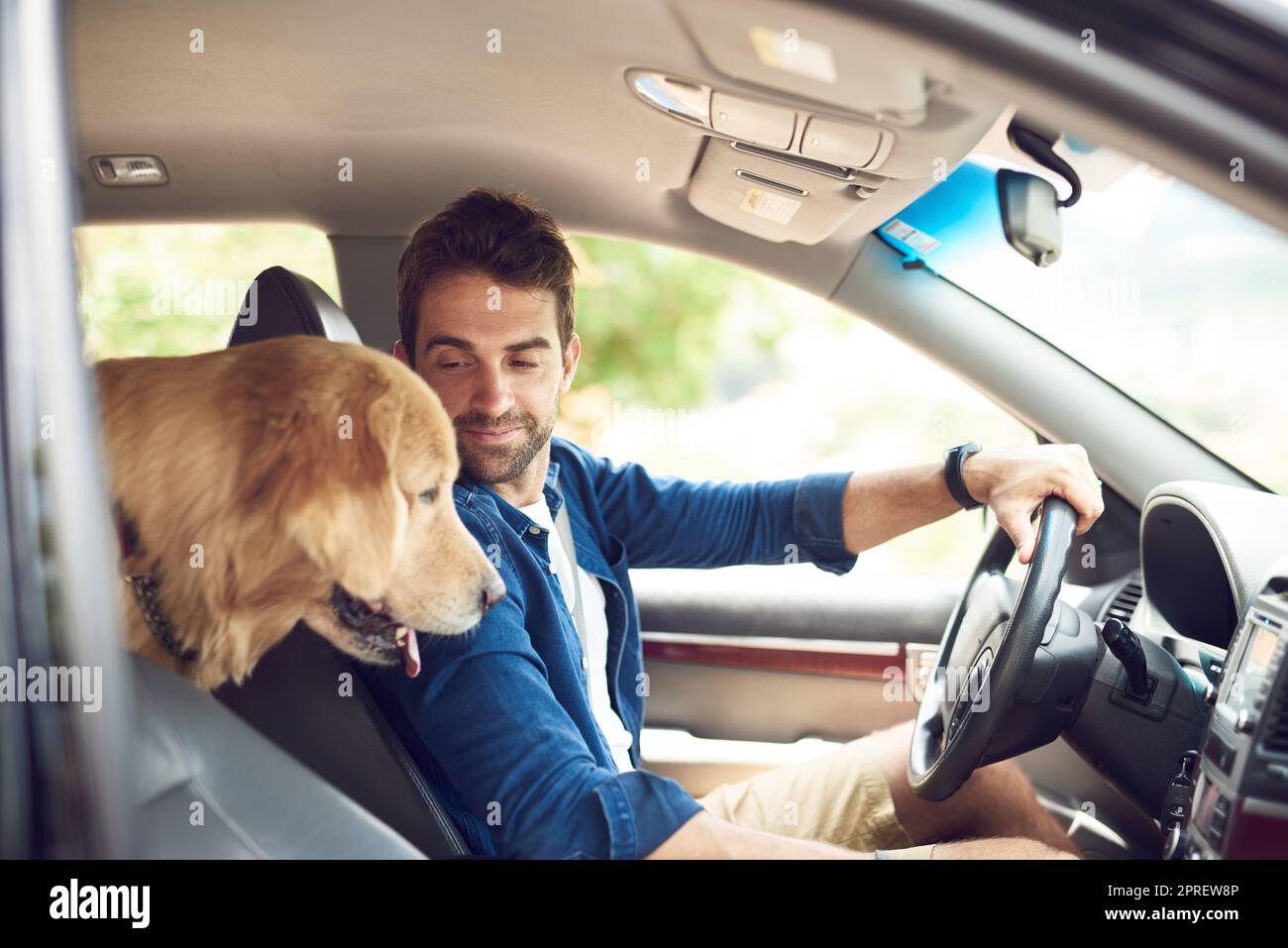 Making sure my human drives properly. a handsome young man sitting in the car with his golden retriever during a road trip. Stock Photo