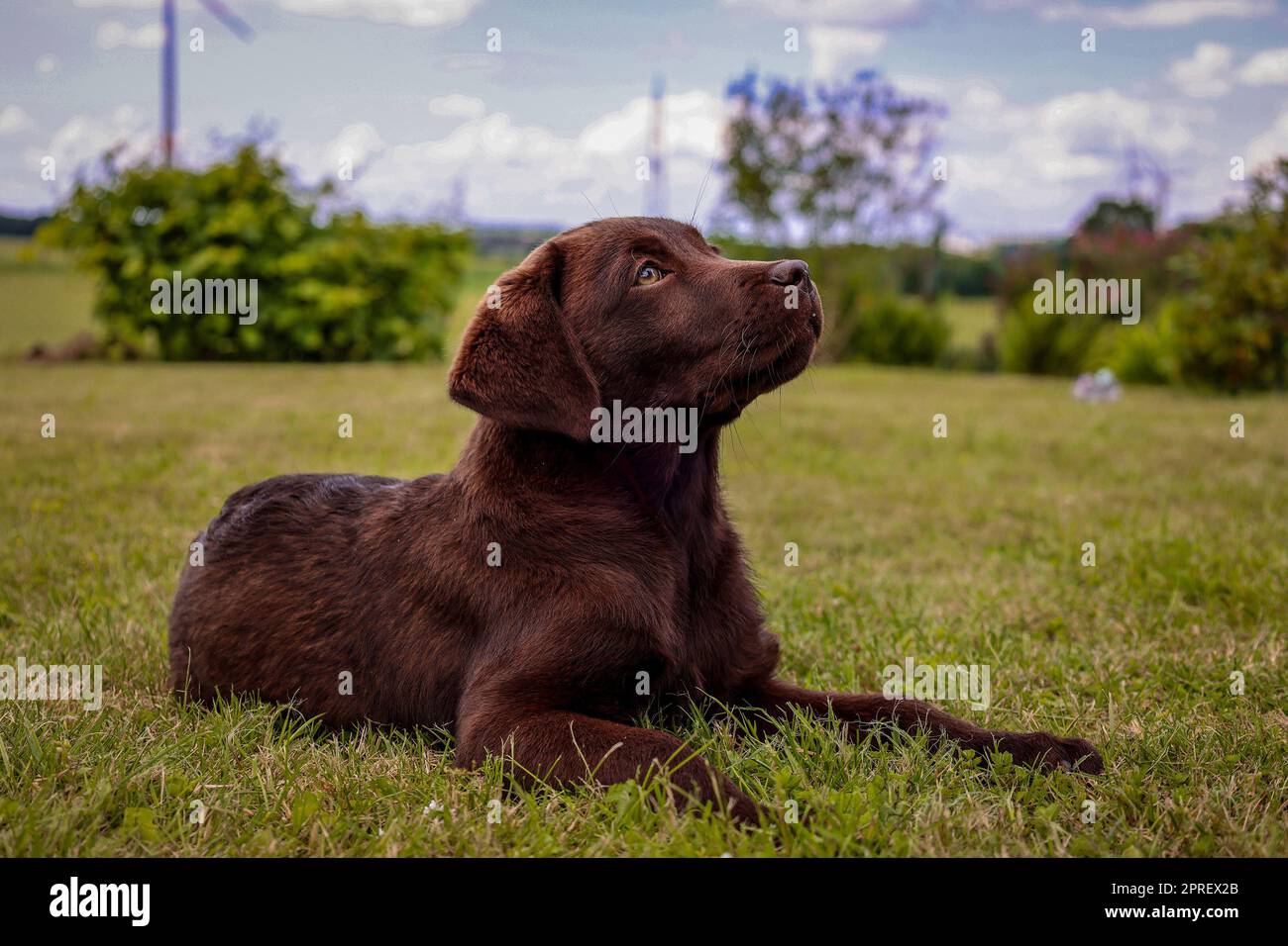 Labrador puppy looks attentively at his owner Stock Photo
