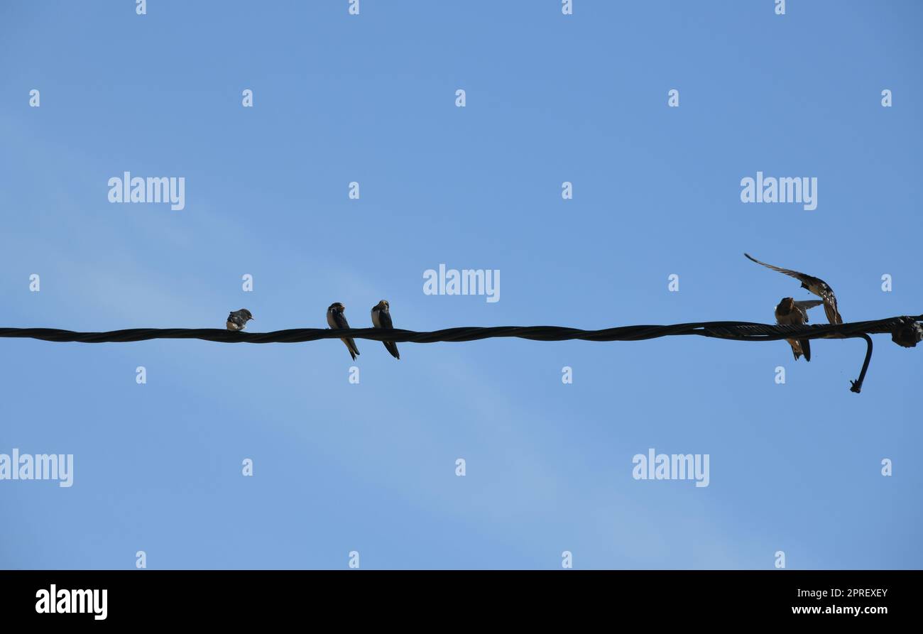 School of swallows snatching insects in flight and then feeding them to the young swallows