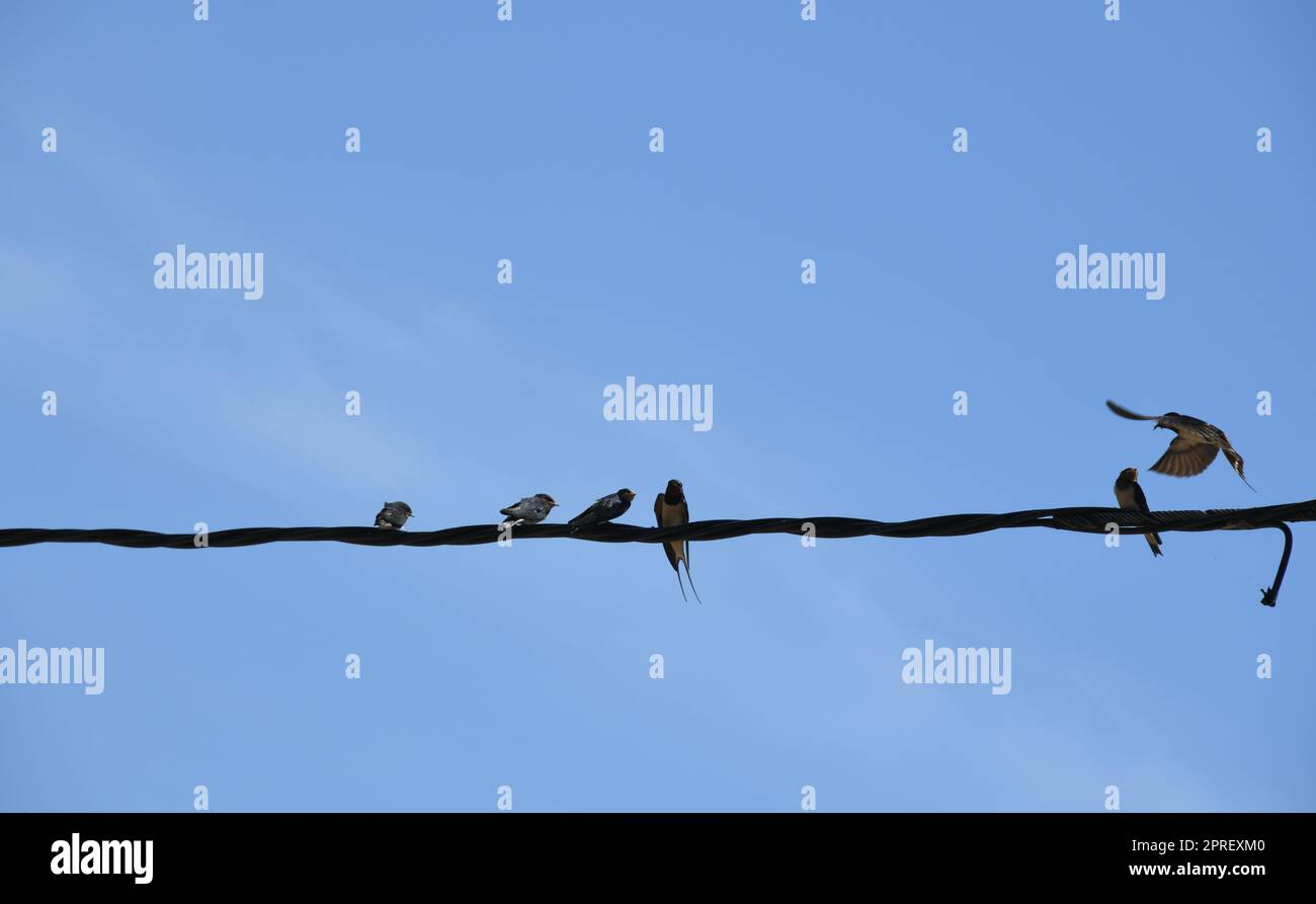 School of swallows snatching insects in flight and then feeding them to the young swallows