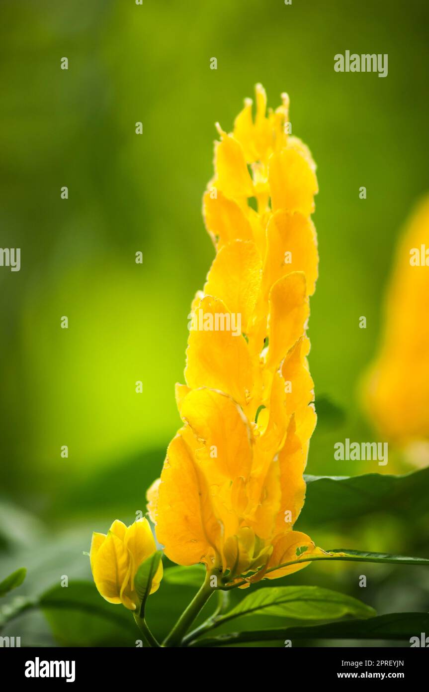 Close-up view of a single Pachystachys lutea flower against a blurred green natural background. Stock Photo