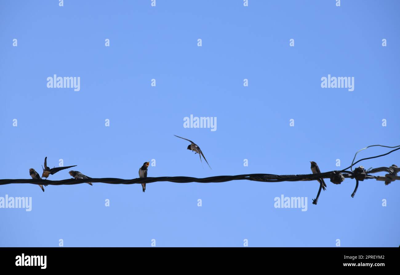 Swallows in flight hires stock photography and images Alamy