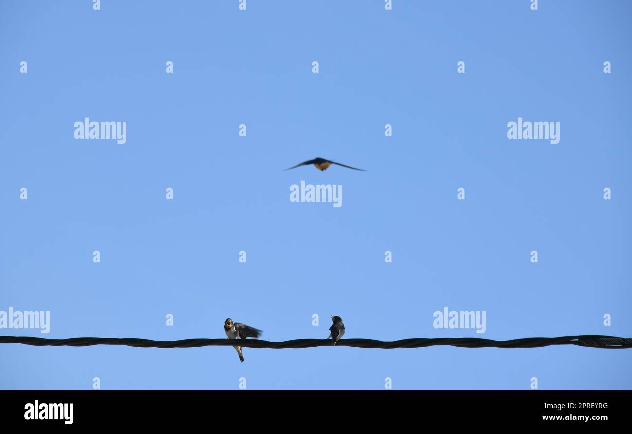School of swallows snatching insects in flight and then feeding them to the young swallows