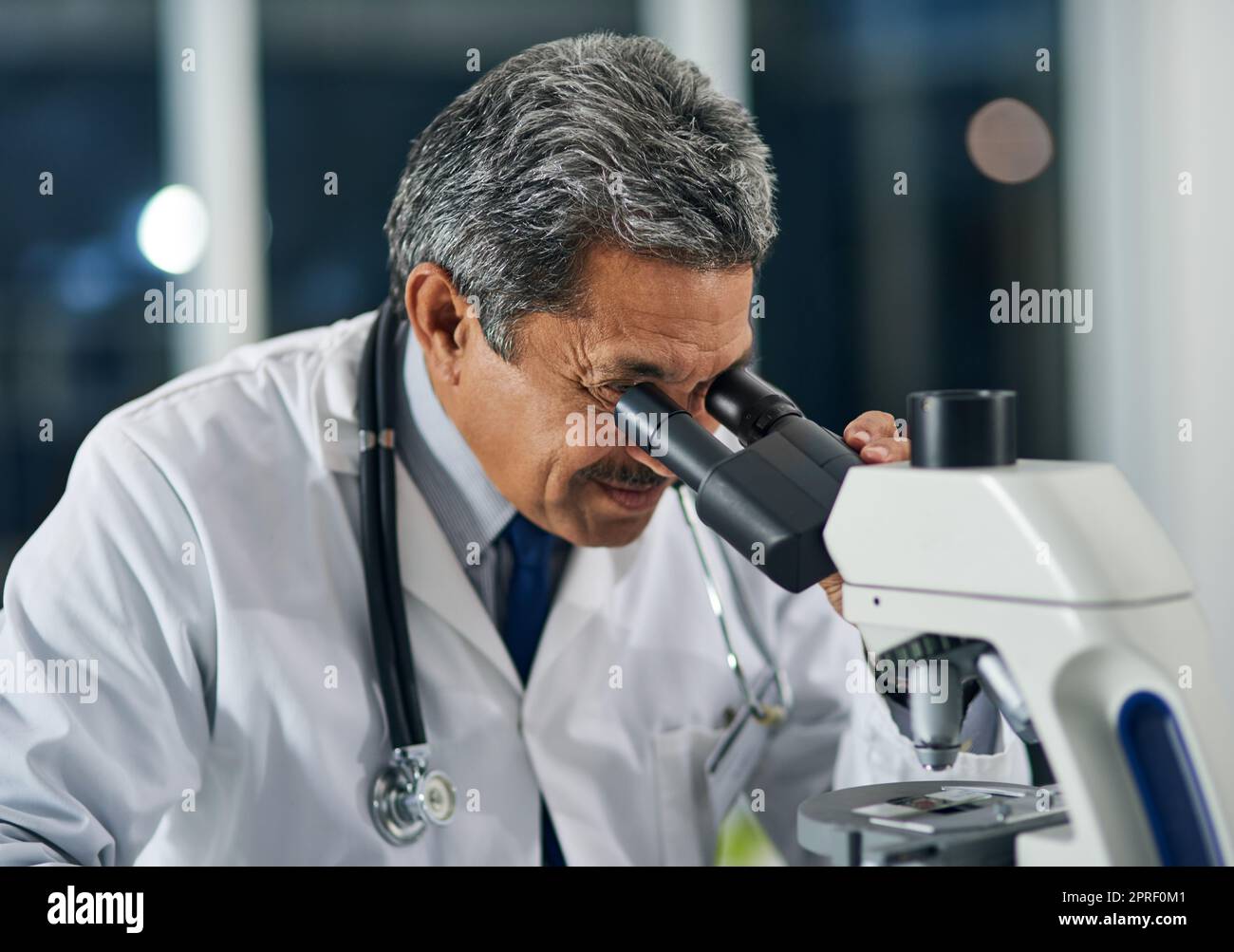 This looks promising... a mature scientist using a microscope in a laboratory. Stock Photo