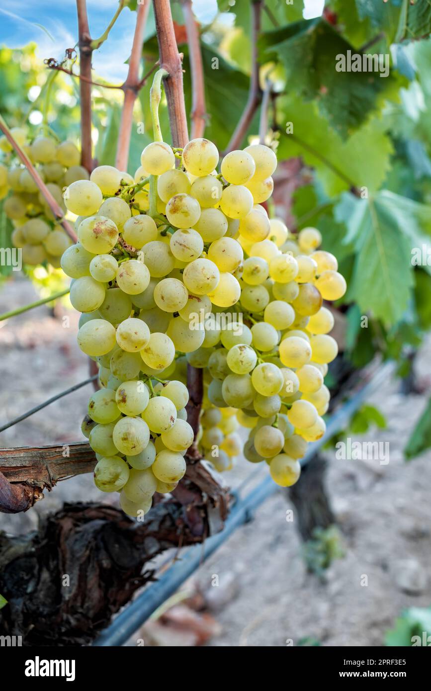 Vermentino grapes. Bunches of ripe white grapes on the seedling. Agriculture. Stock Photo
