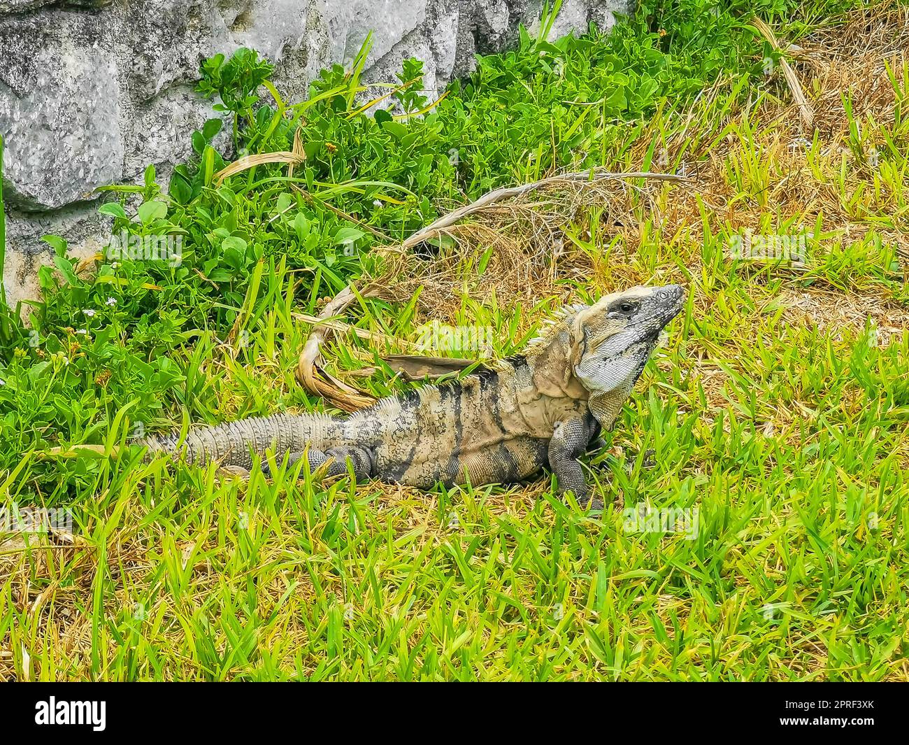 Iguana on grass Tulum ruins Mayan site temple pyramids Mexico. Stock Photo