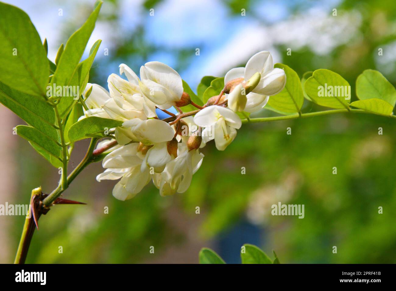 White inflorescences of Robinia pseudoacacia (Latin Robinia ...