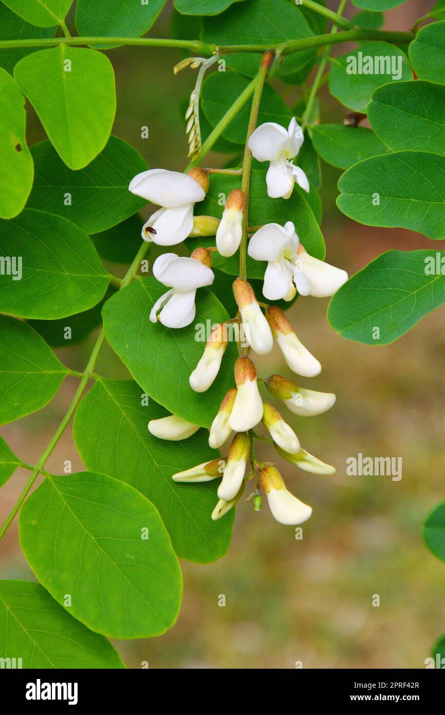 White inflorescences of Robinia pseudoacacia (Latin Robinia ...