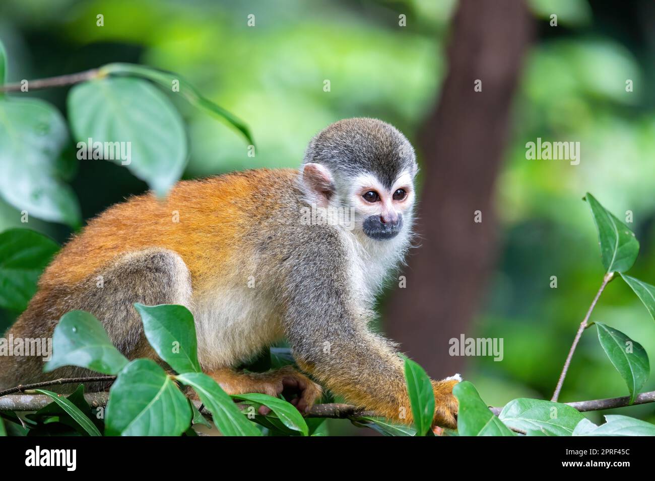 Central American squirrel monkey, Saimiri oerstedii, Quepos, Costa Rica