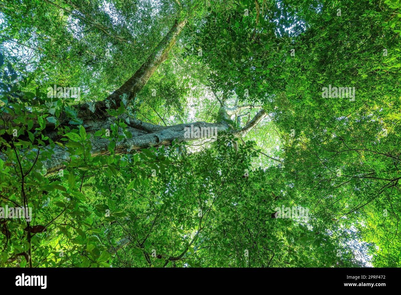 Treetop in Tropical Rain Forest Carara, Costa rica Stock Photo