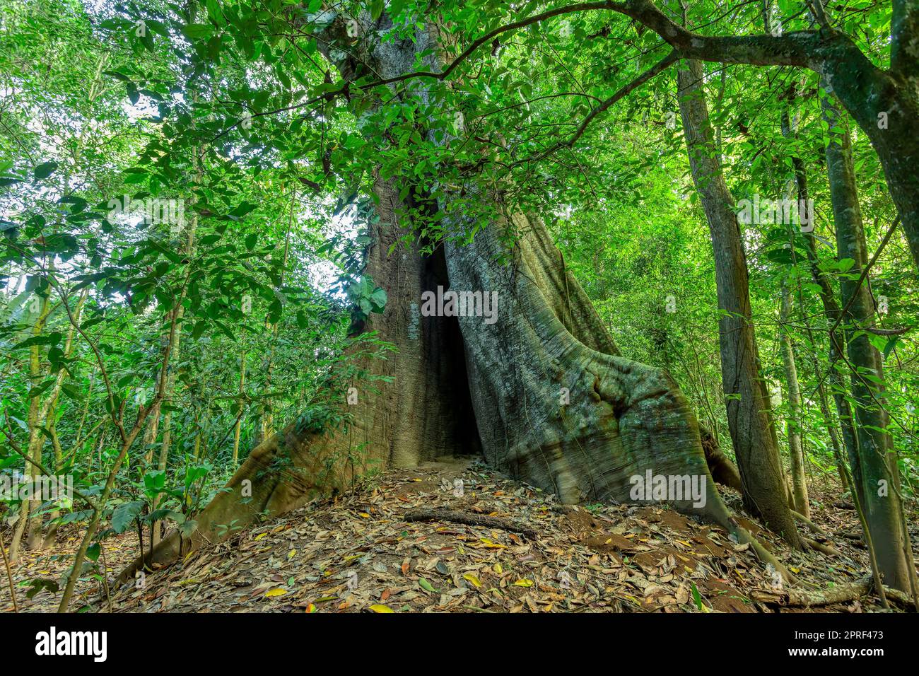Tree in Tropical Rain Forest Carara, Costa rica Stock Photo
