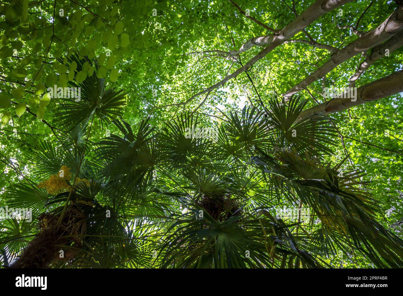 Tropical rain forest background Stock Photo
