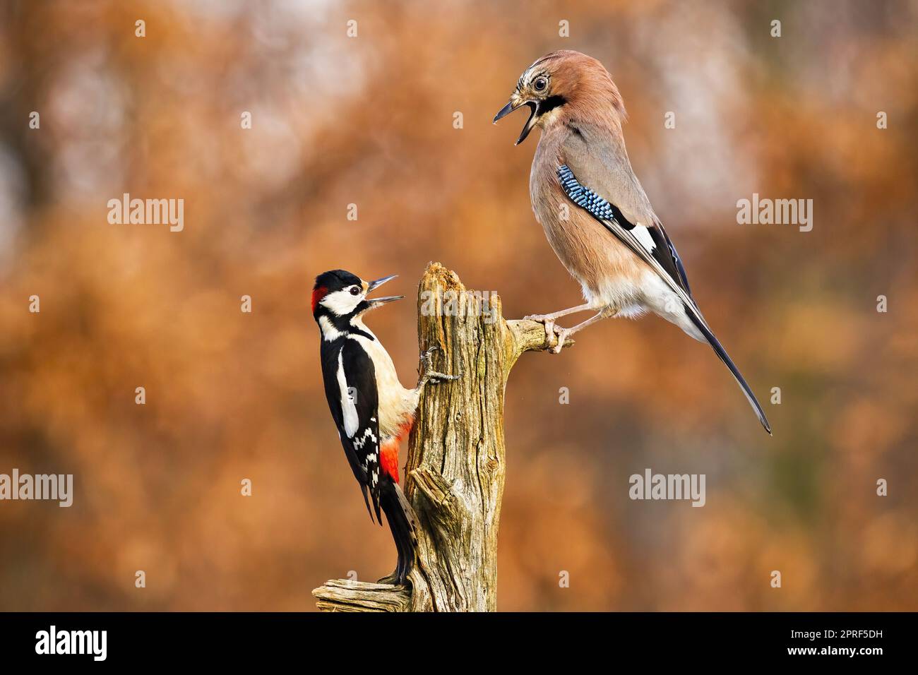great spotted woodpecker and eurasian jay fighting on stump in autumn Stock Photo