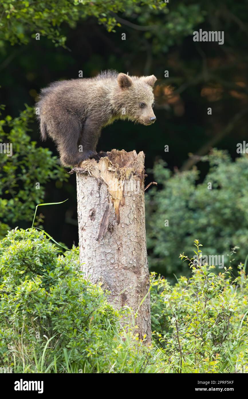 Young brown bear climbing on tree in summertime nature Stock Photo