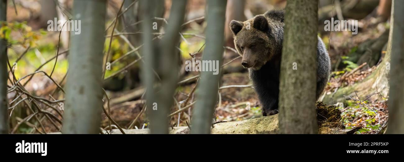 Brown bear walking in forest in autumn in panoramic shot Stock Photo