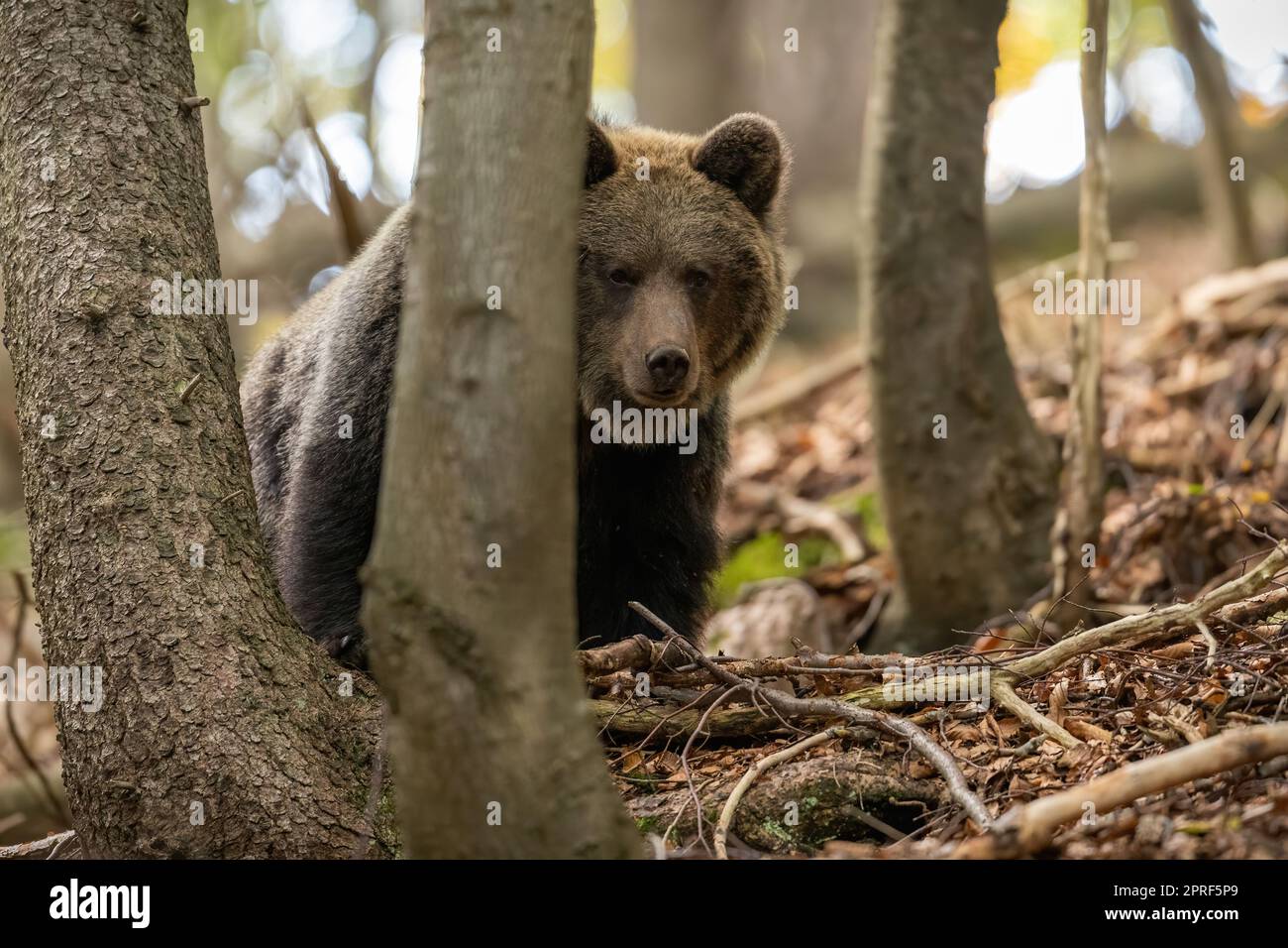 Brown bear hiding behind a tree in woodland with copy space. Stock Photo
