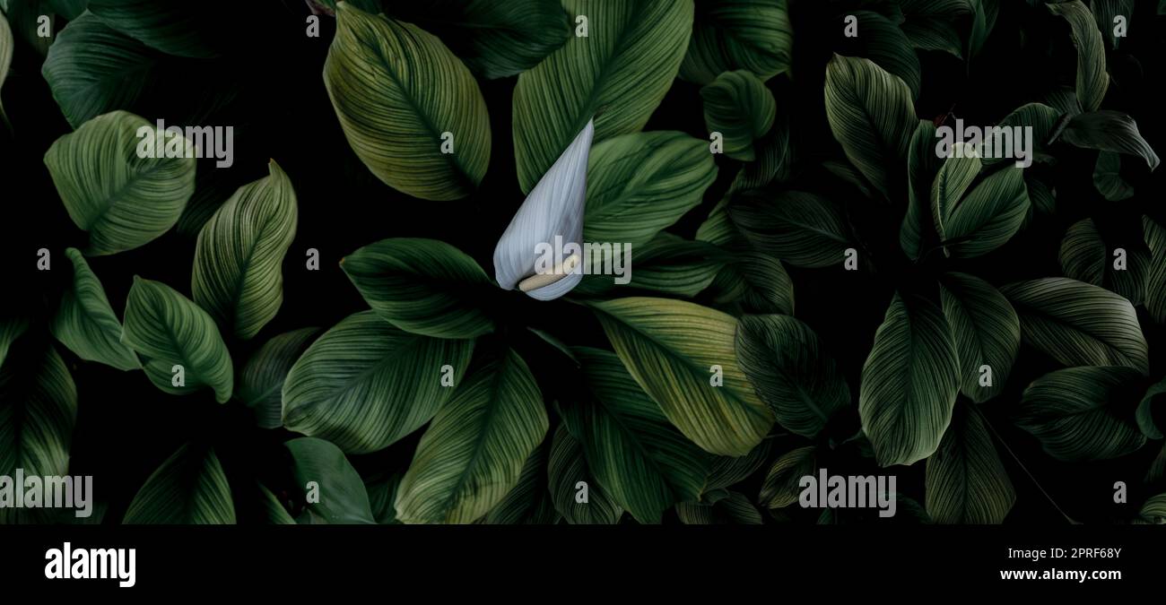 Closeup green leaves and white flower of tropical plant in garden. Dense green leaf with beautiful pattern texture background. Green leaves for spa background. Top view ornamental plant in garden. Stock Photo