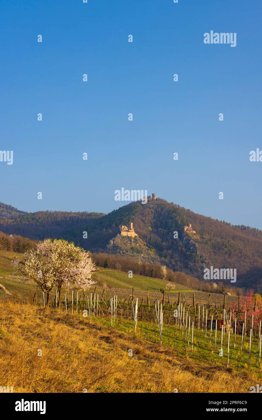 Chateau de Saint-Ulrich ruins, Chateau du Girsberg ruins and Chateau du Haut-Ribeaupierre near Ribeauville, Alsace, France Stock Photo