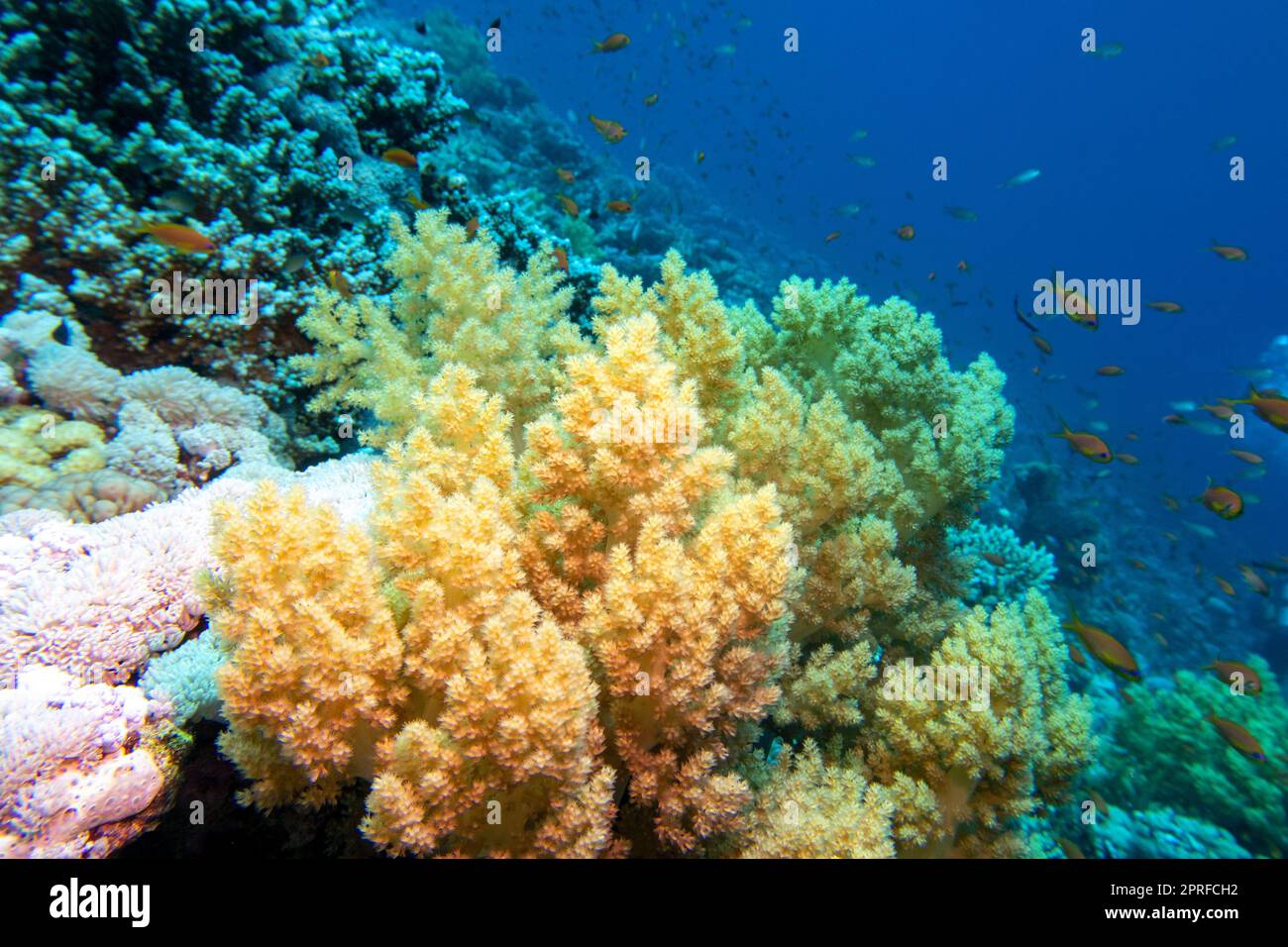 Colorful, picturesque coral reef at bottom of tropical sea, yellow broccoli coral and Anthias fishes, underwater landscape Stock Photo