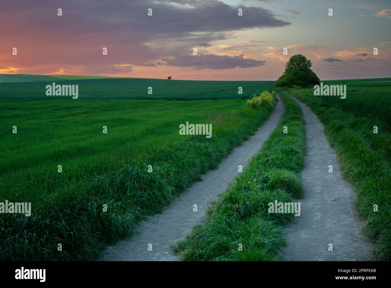 Dirt road through a green field and sunset, spring evening Stock Photo ...