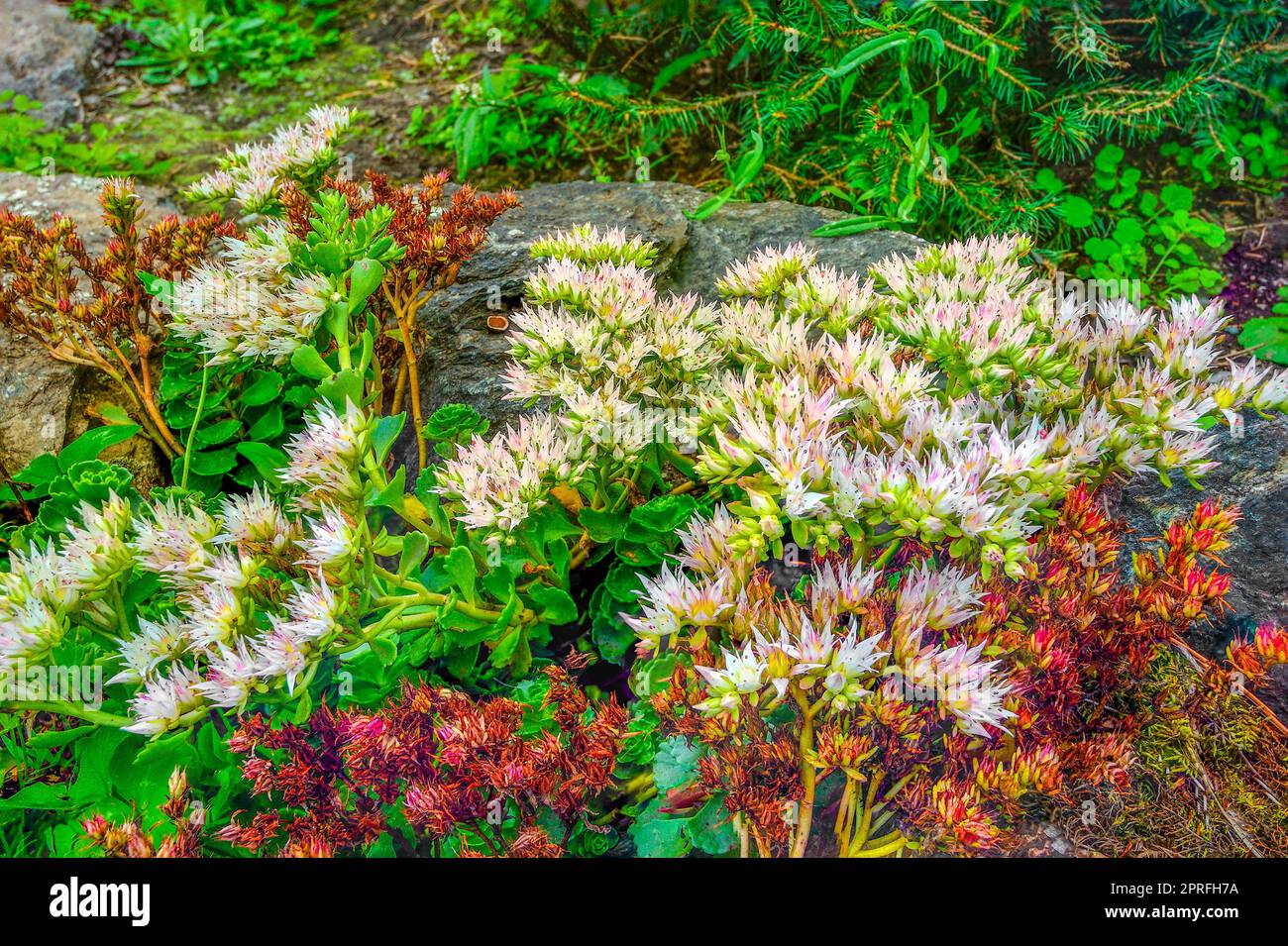 White pink blossoming of Sedum spurium - Stonecrop, a succulent groundcover on summer garden roсkery among stones. White pink flowers of perennial orn Stock Photo