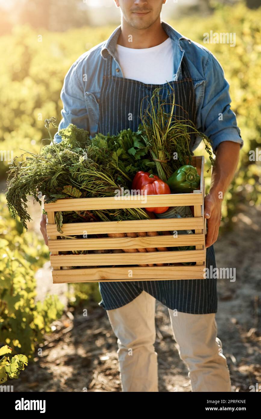 Grown naturally and picked at the peak of freshness. a man holding a crate full of freshly picked produce on a farm. Stock Photo