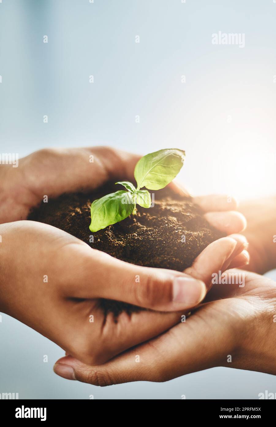 Hands holding plant while growing showing teamwork, conservation, togetherness, nature development and growth as a community. Closeup of people with organic green flower leaves on dirt inside Stock Photo