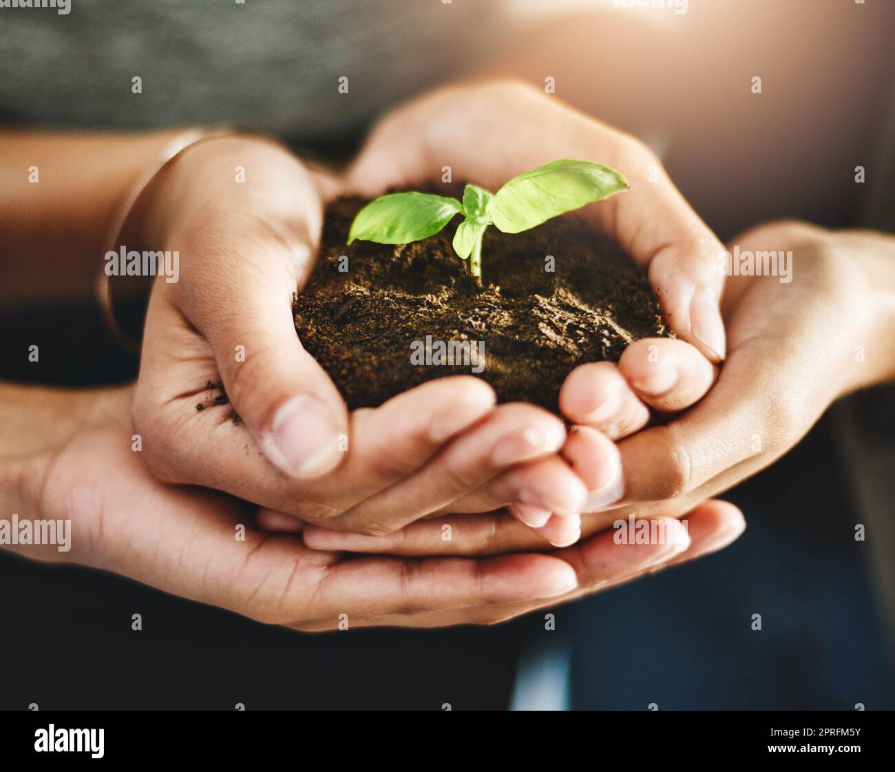 Conservation, growth and teamwork support, hands of corporate worker holding plant, leaf or flower in soil. Nature community and work friends showing development and sustainability in green business Stock Photo