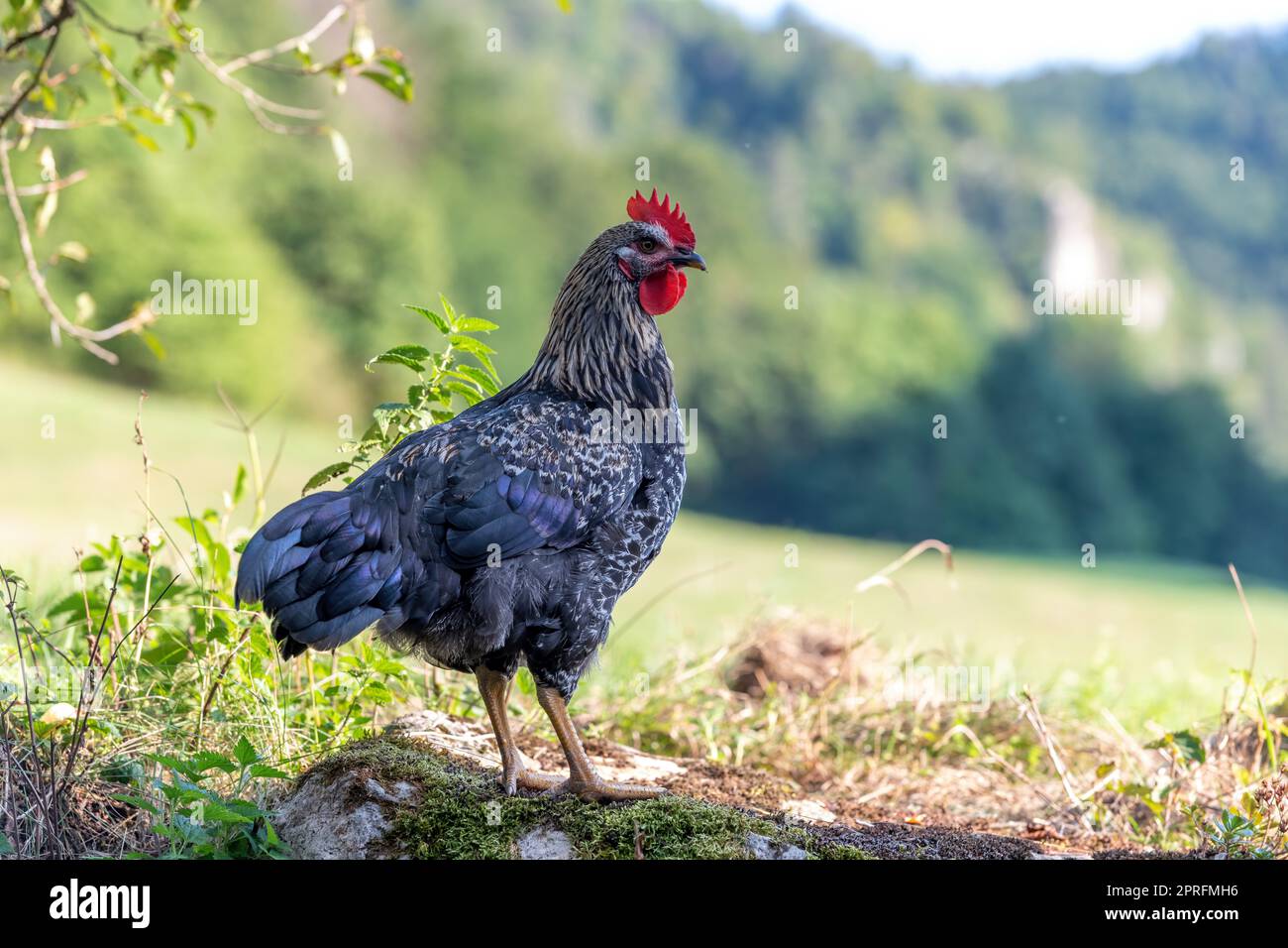 Free range chickens on a German farm in the summer Stock Photo