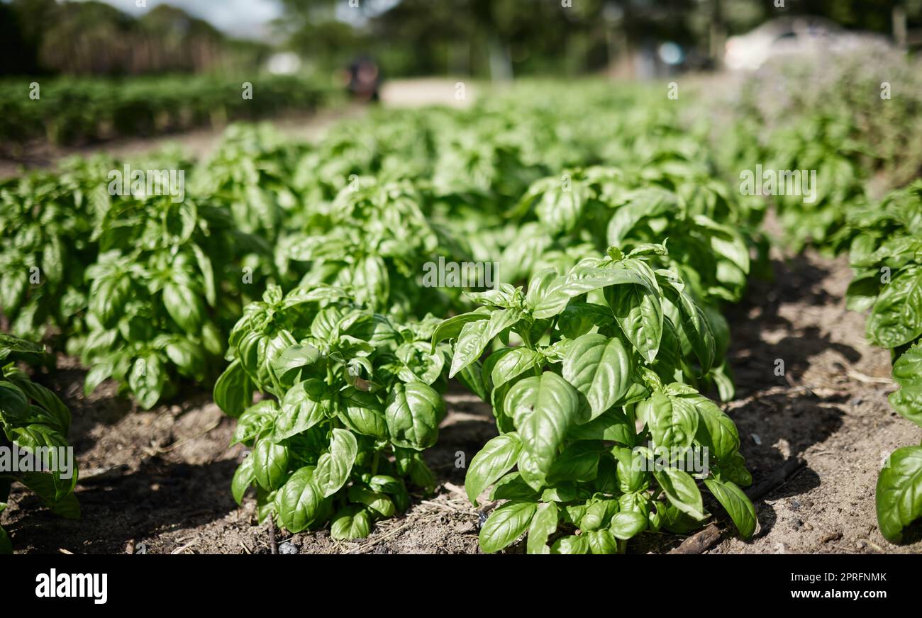 Farm environment, sustainability or plant agriculture in countryside with growth and nature background of healthy spinach plants. Vegetable garden landscape in spring with natural green land or field Stock Photo