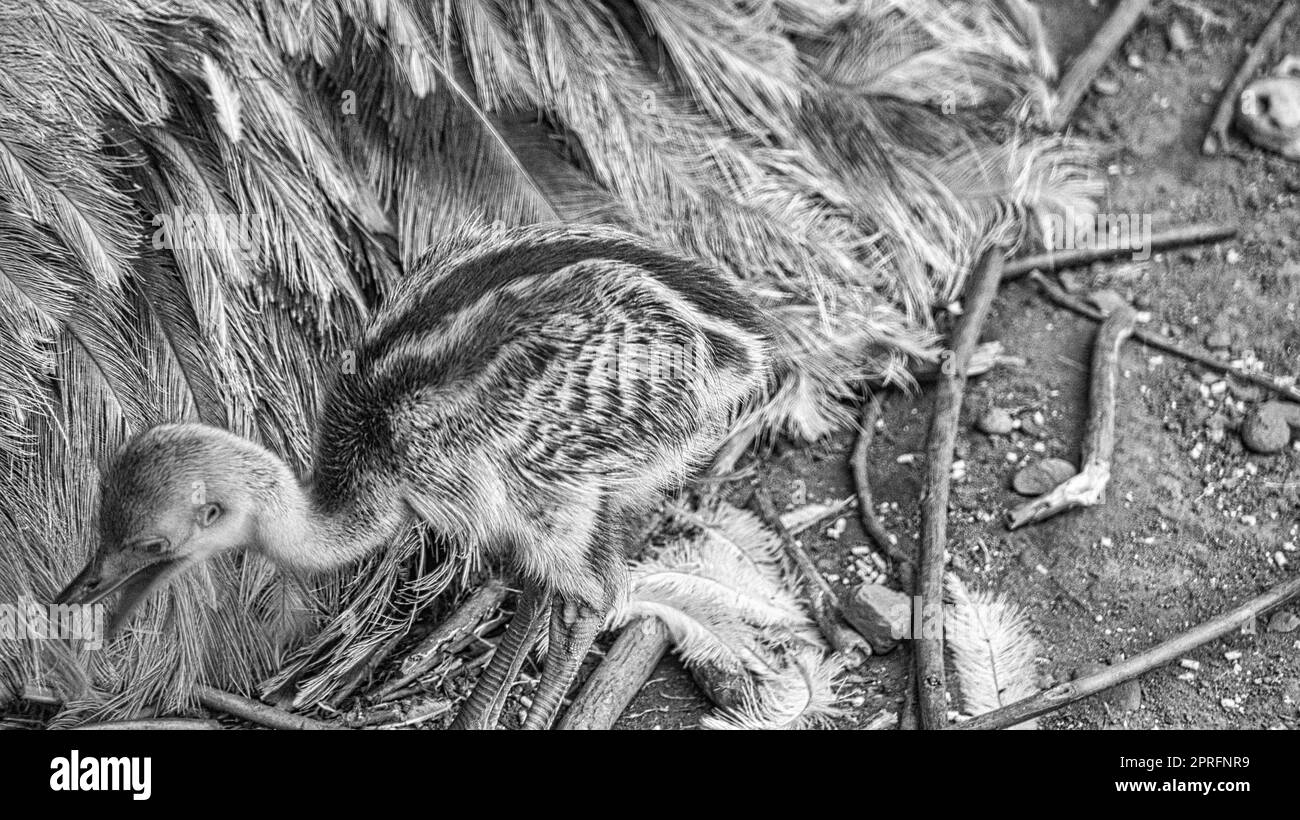 nandu chick at the nest. Baby bird exploring the surroundings. Animal photo. Stock Photo