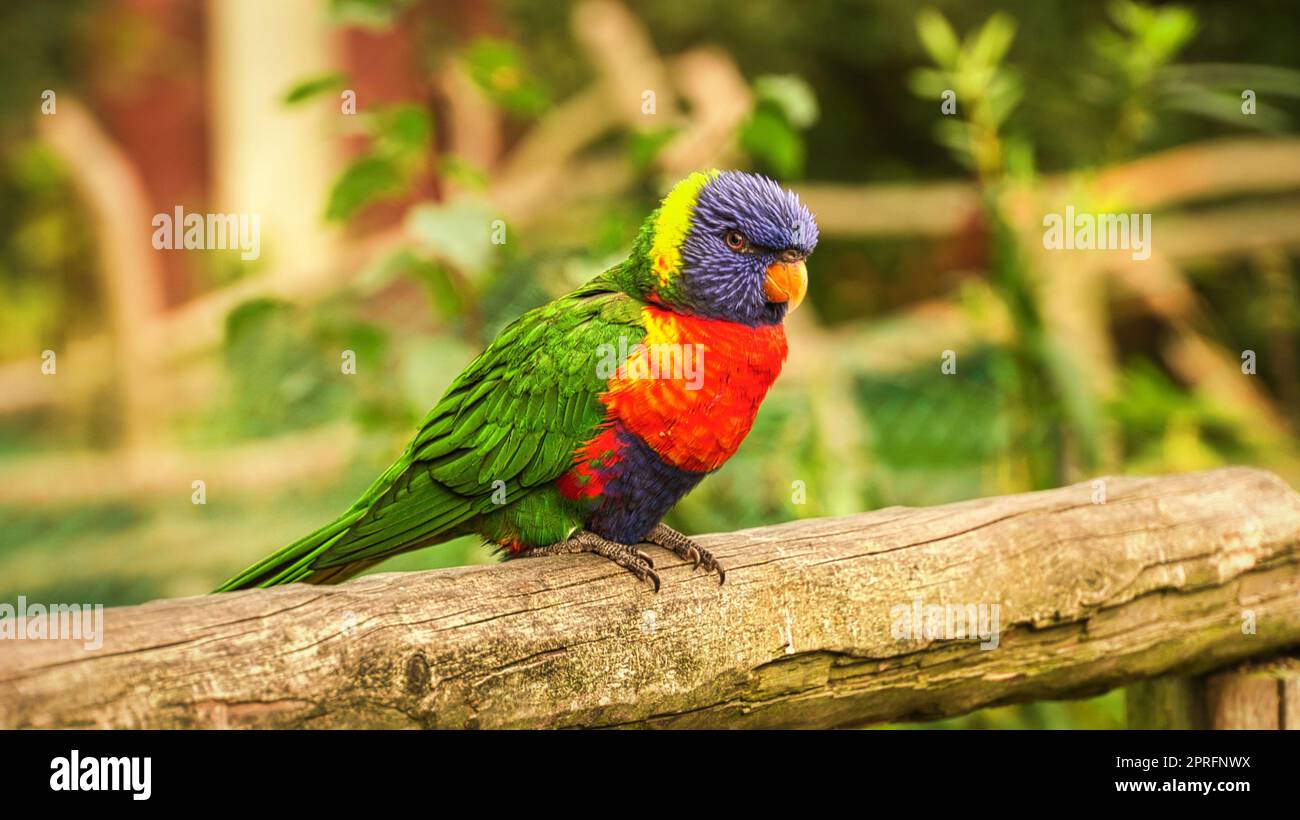 Lorikeet also called Lori for short, are parrot-like birds in colorful plumage Stock Photo