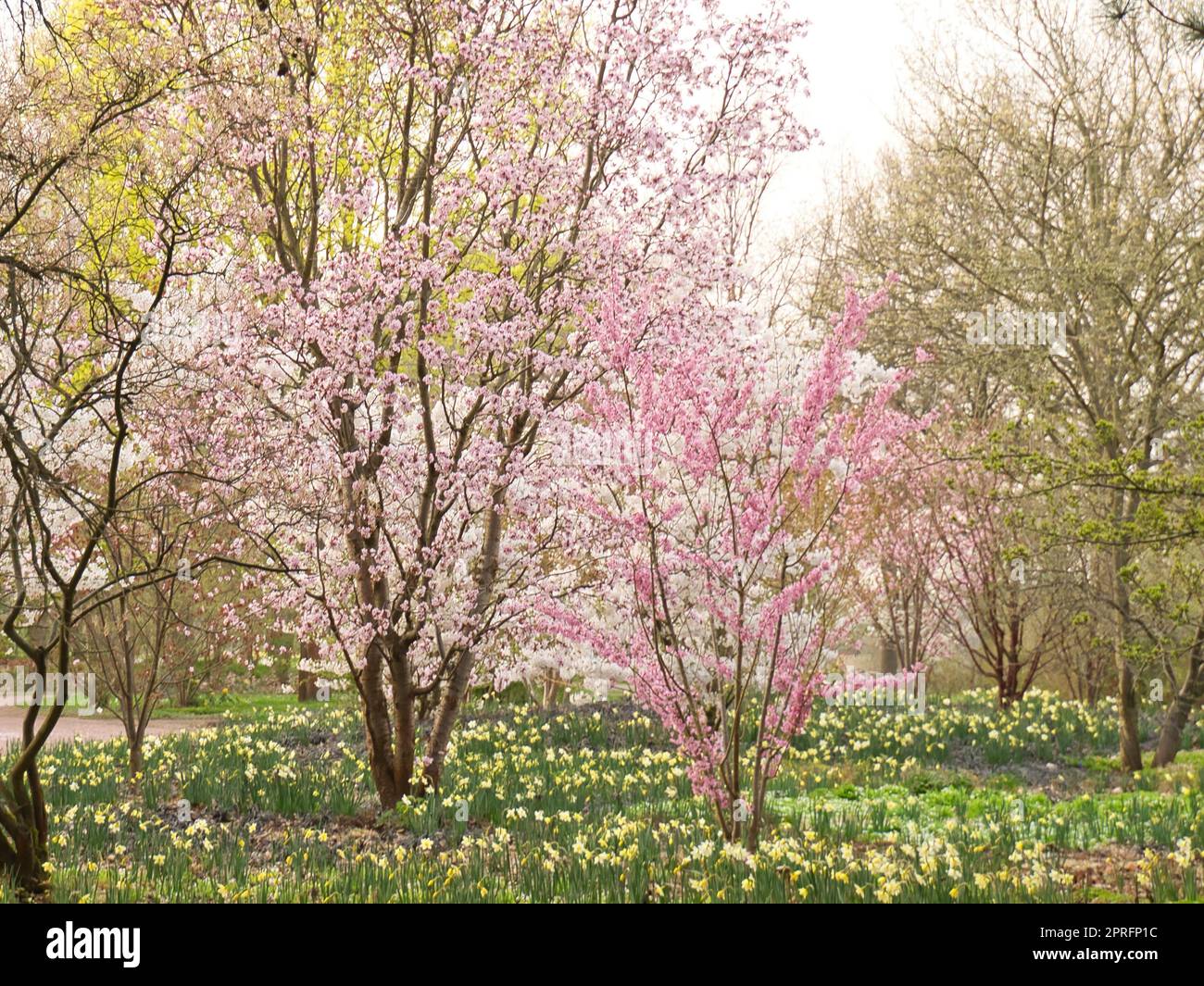 Cherry blossoms in Berlin. In spring, the cherry trees bloom in full splendor. Stock Photo