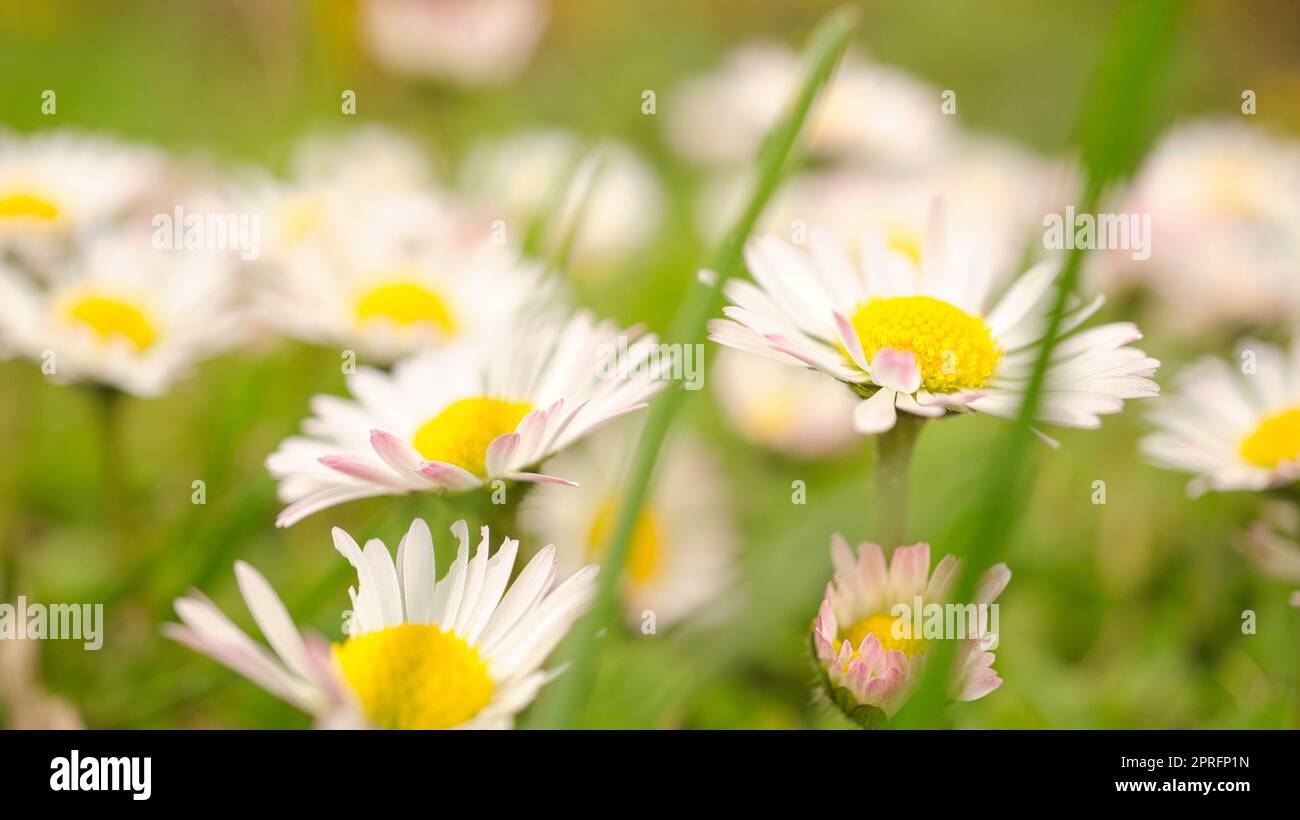 Daisy field with much bokeh on a meadow. Many flowers in ground view . Stock Photo