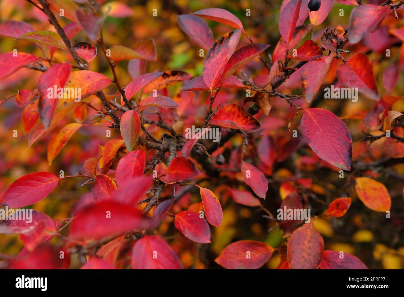 Colorful autumnal background with red leaves close up. Multicolored foliage Cotoneaster lucidus in forest. Autumn concept. Stock Photo