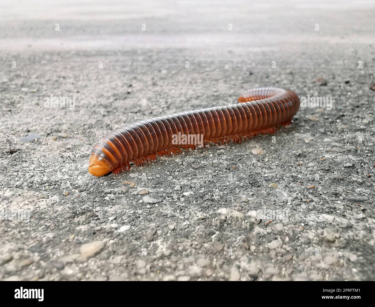 Mating Millipedemillipede Walking On Ground In The Rainy Season Of