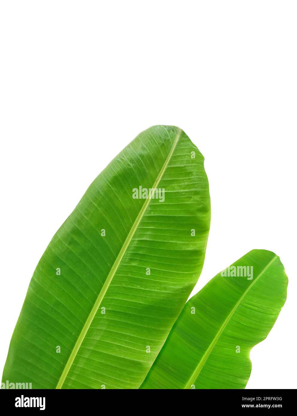 whole fresh banana leaves isolated on white background Stock Photo Alamy
