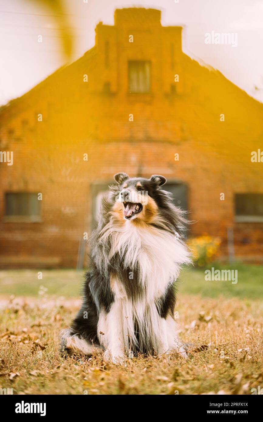 Lassie dog hi-res stock photography and images - Alamy